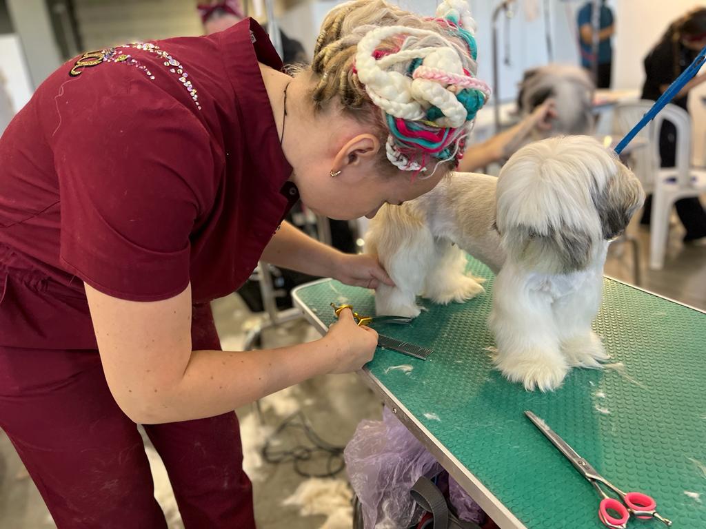 Грумер таганрог. Грумер таганрог. Стрижка животных таганрог. Стрижка йорка мальчика налысо. Black groomer.